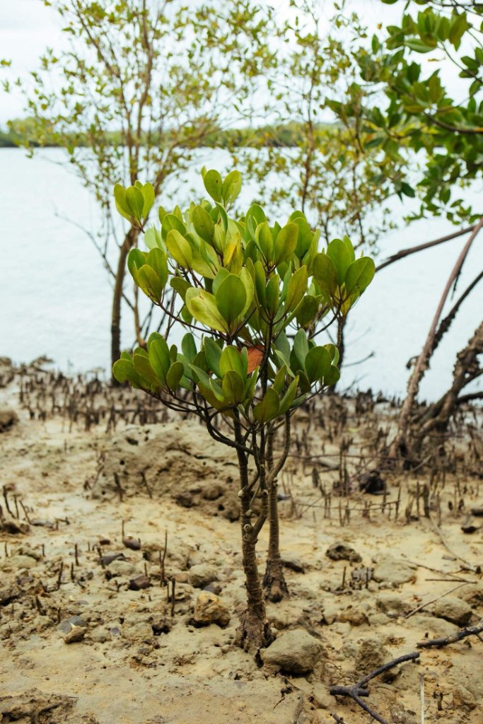 Environmental impact
