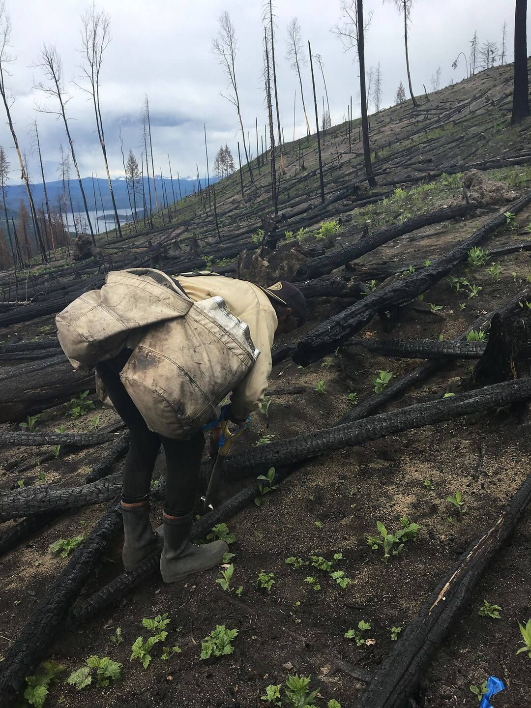 Reforestation worker planting saplings on a scorched hillside