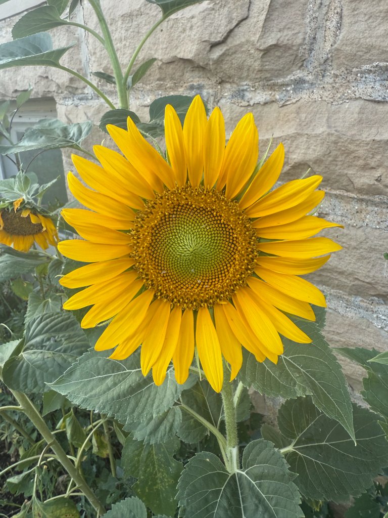 WholeFam field research photo