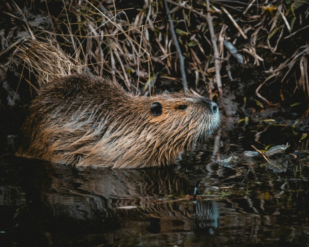 Beaver in an urban waterway
