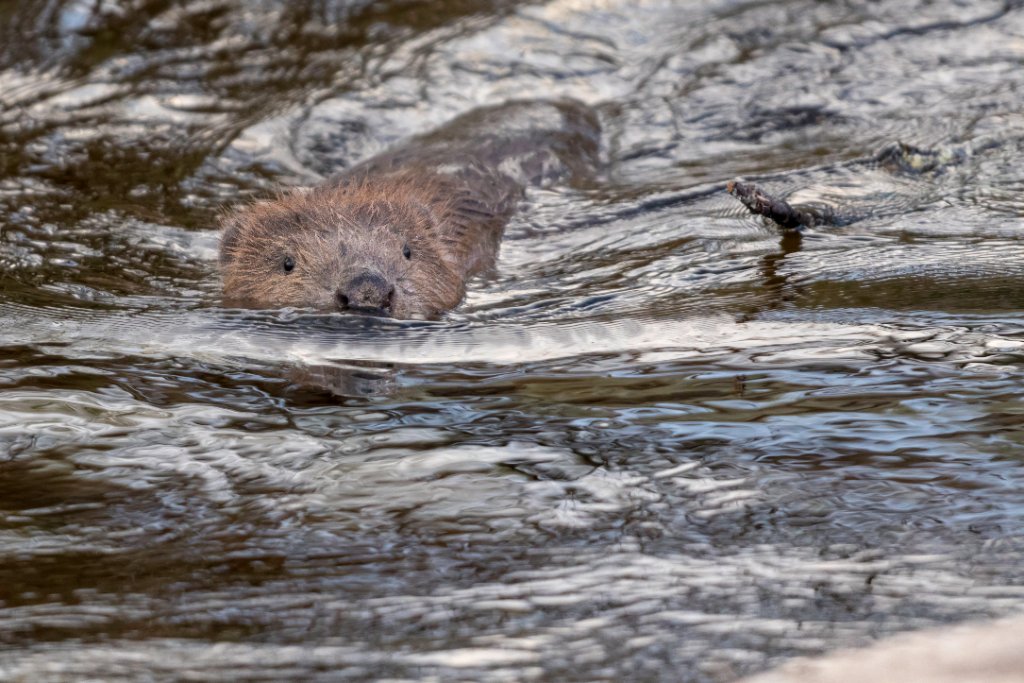 Ealing Beaver Project – Citizen Zoo