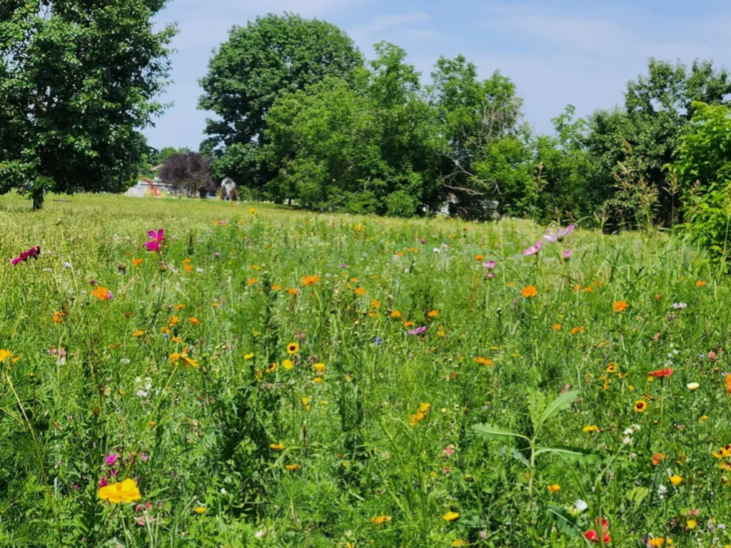 Wildflower meadow in an urban park
