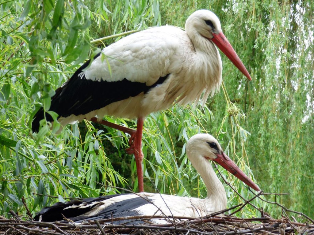 Rewilding East London – London Wildlife Trust