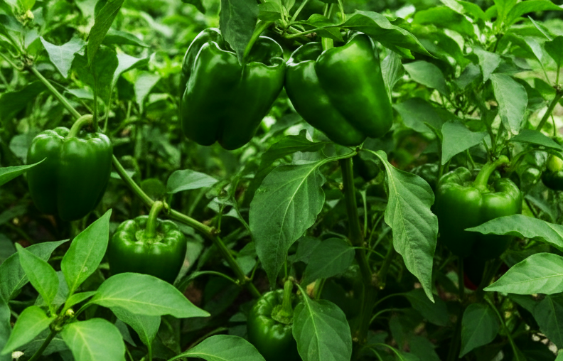 Green Pepper