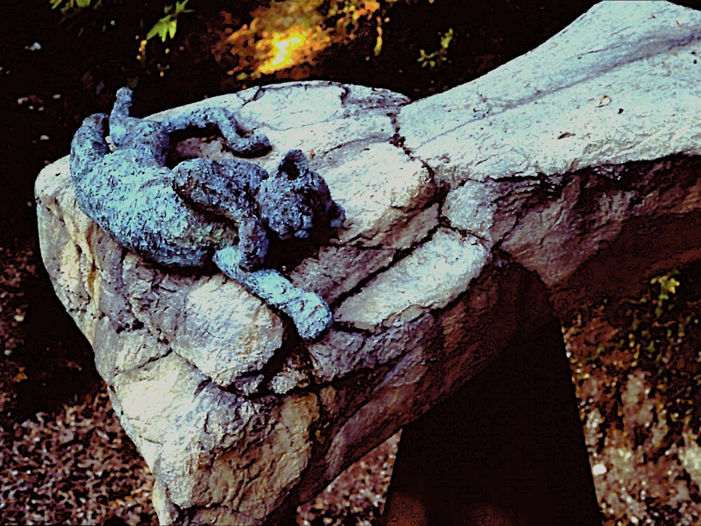 Detail of tiger cub — photo by David Wharton