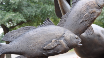Fish detail