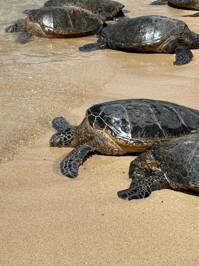 Sea Turtle Experience