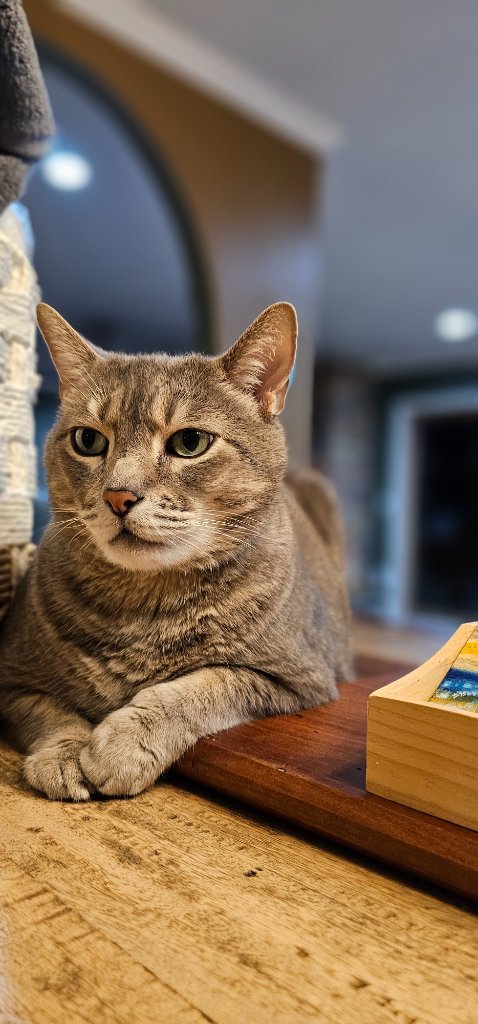Original cat photo