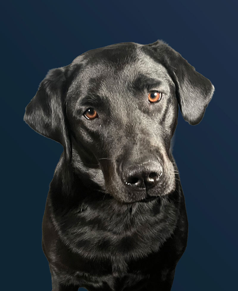 Dolly portrait
