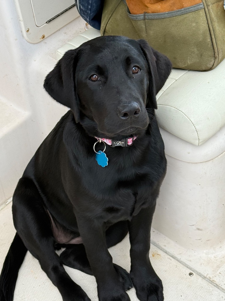 Dolly on the boat