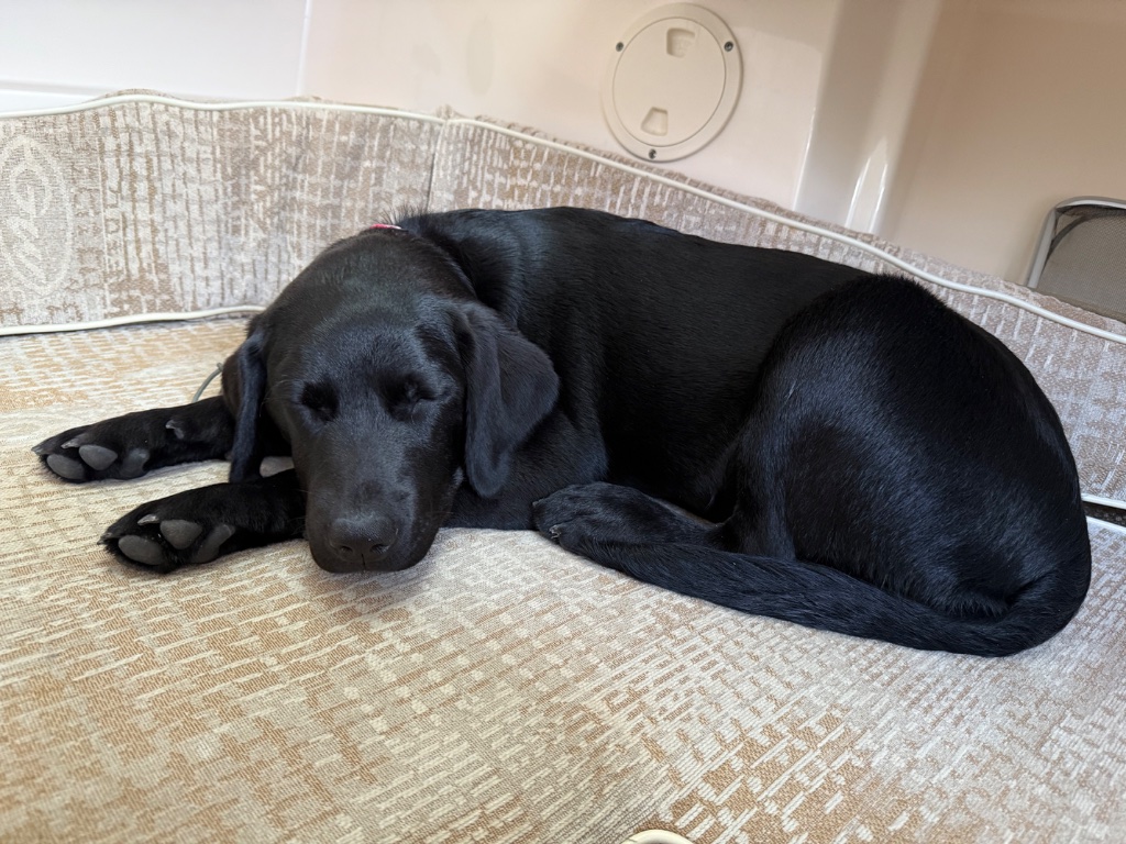 Dolly resting