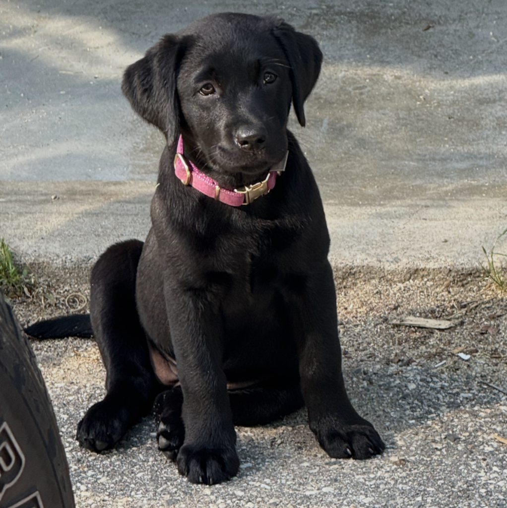 Dolly as a puppy