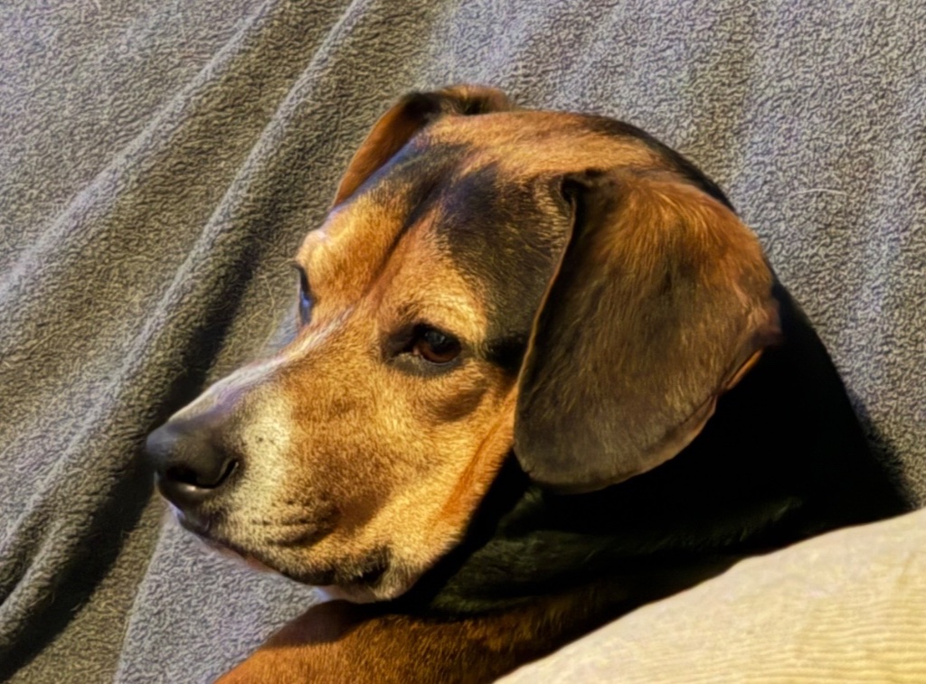 Your dog's photo
