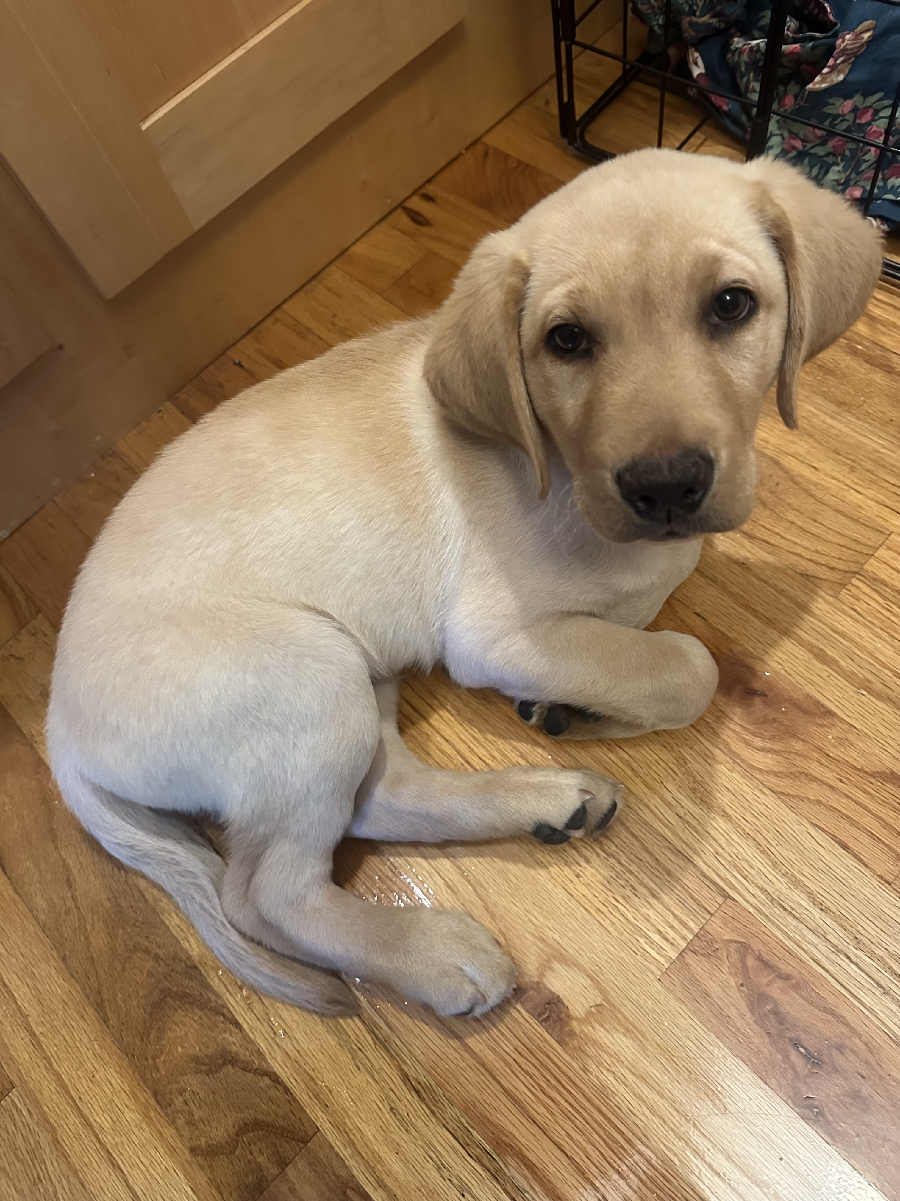 Ollie the golden lab puppy