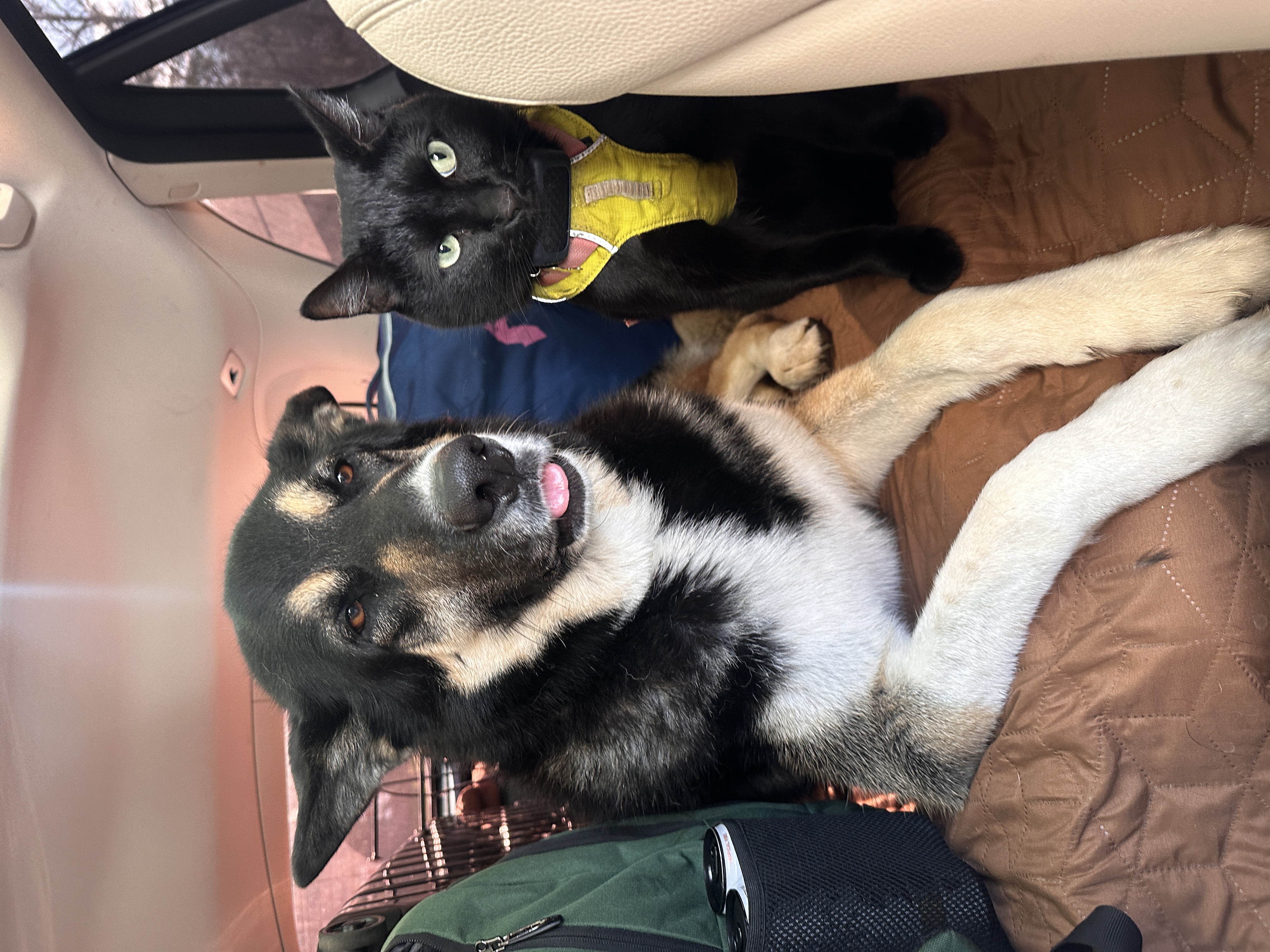 Milo and Moose on a car ride