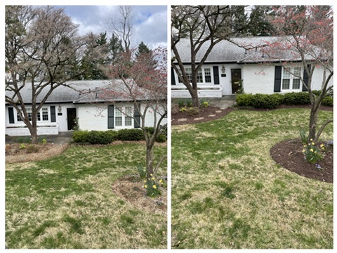 Before & After: Foundation Bed Cleanup