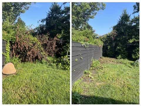 Before & After: Fence Line Clearout