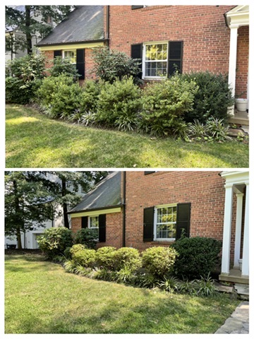 Before & After: Foundation Hedge Trim