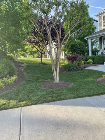 Mulched Tree Bed & Garden