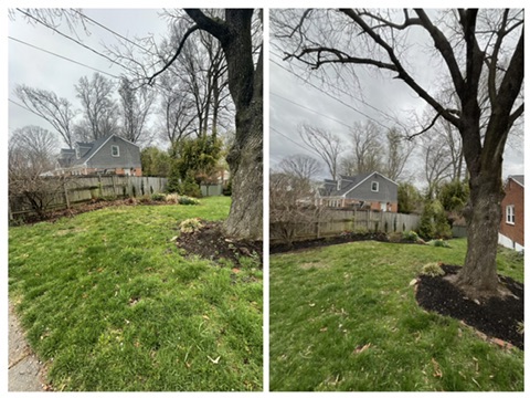 Before & After: Tree Bed Edging