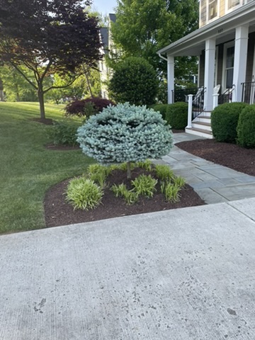 Blue Spruce Foundation Bed