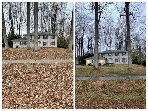 Before & After: Leaf Removal