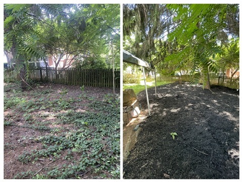 Before & After: Ivy to Mulch Conversion