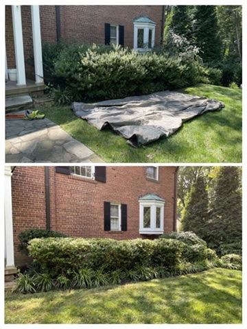 Before & After: Hedge Cleanup