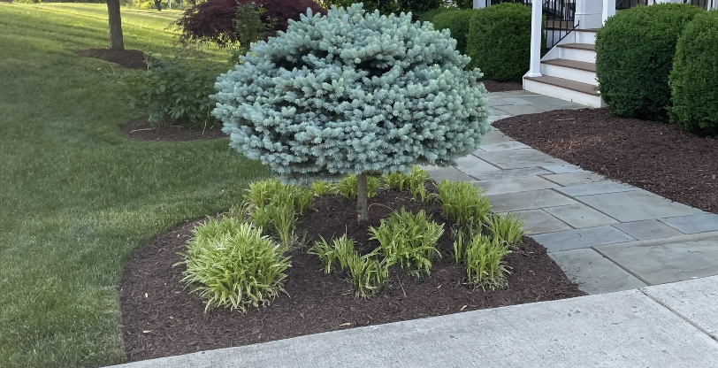 Shrub Pruning