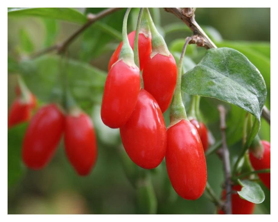 Goji Berries