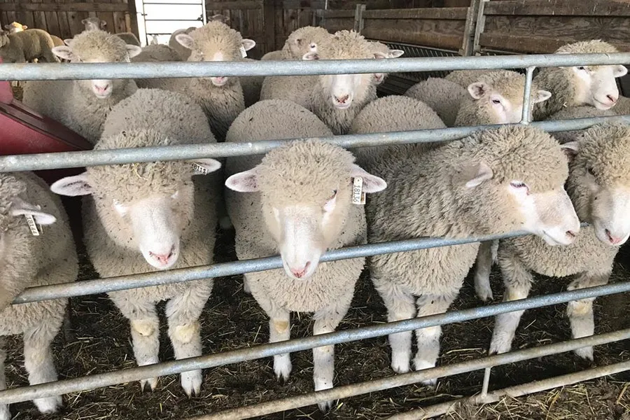 Sheep
