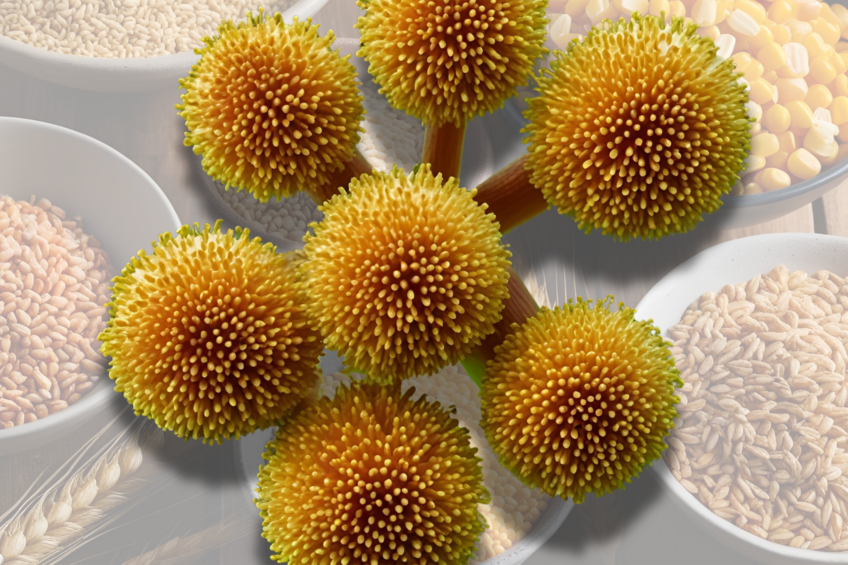Mycotoxins
