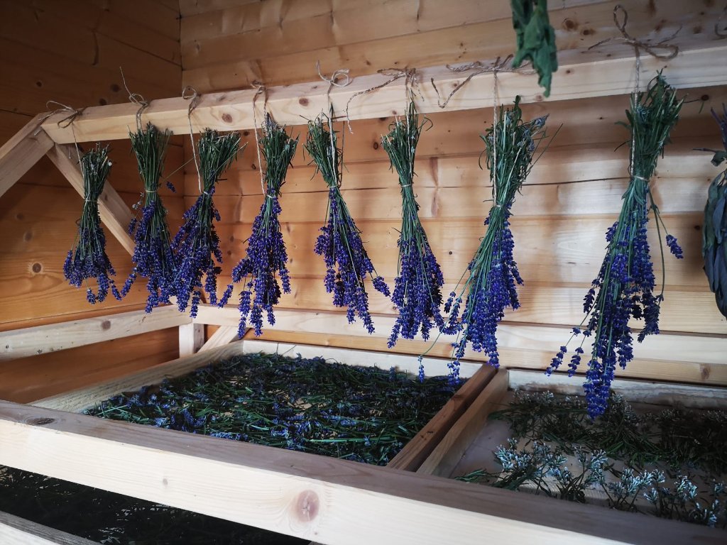 Lavendel trocknen im Holzhäuschen