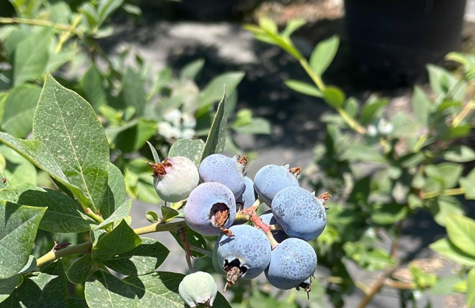 חלום האוכמניות של קיימא
