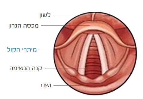 מיתרי הקול - מבט מלמעלה