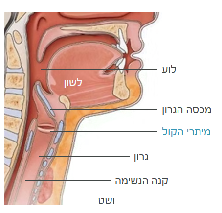 מבנה הגרון ומיתרי הקול - חתך צד
