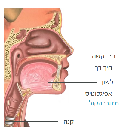 מבנה הגרון ומיתרי הקול - חתך צד