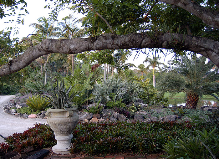 Bromeliads & Palms