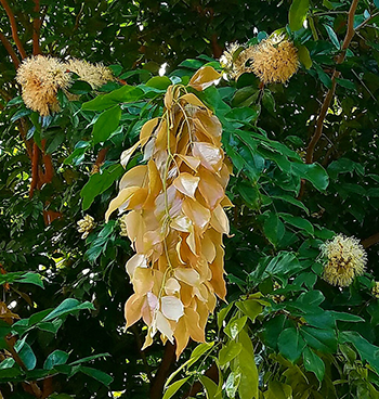 The Handkerchief Tree