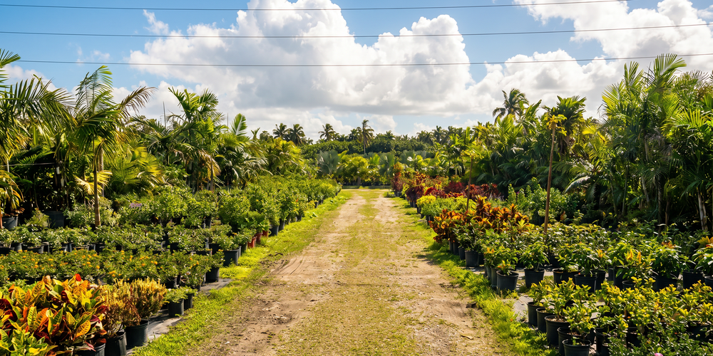 Wholesale tropical nursery