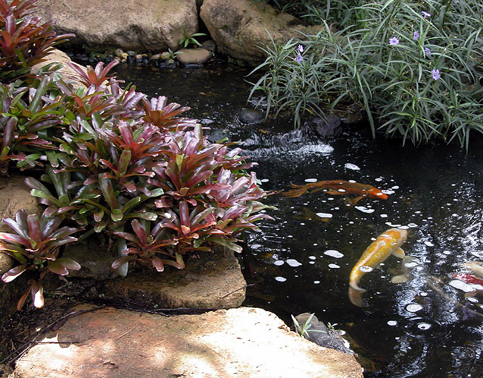 Tropical Koi Pond