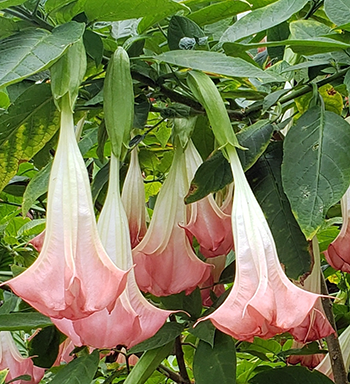 Angel's Trumpets