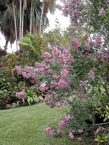 Garden inspiration 5