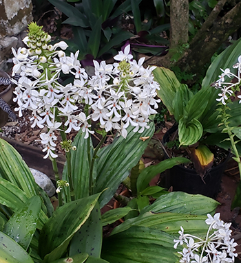 Ground Orchid