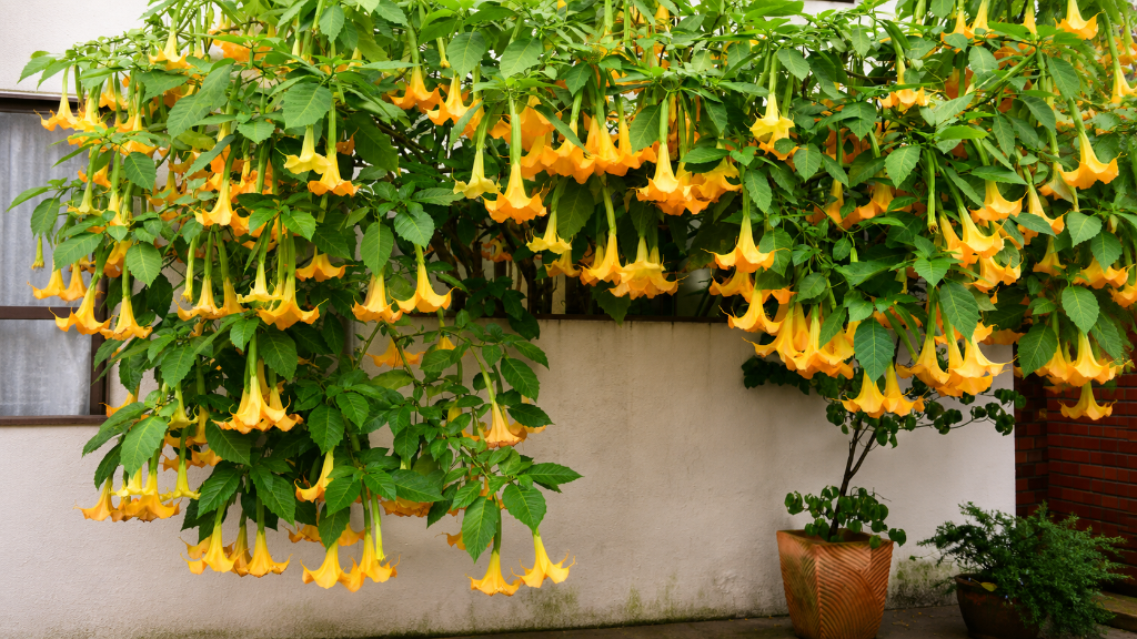Brugmansia Angel's Trumpet in bloom