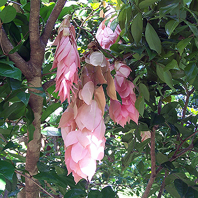 Multiflush Handkerchief Tree