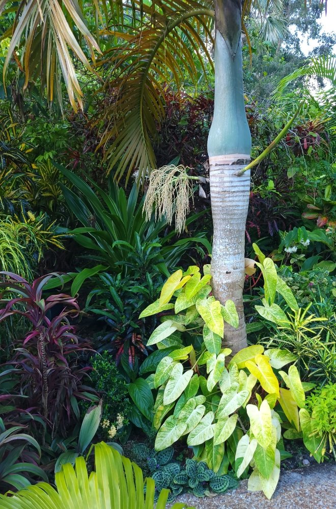 Tropical garden at Jesse Durko's Nursery