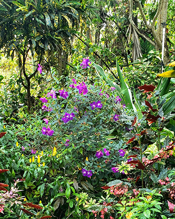 Garden inspiration 2