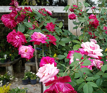 Antique Rose