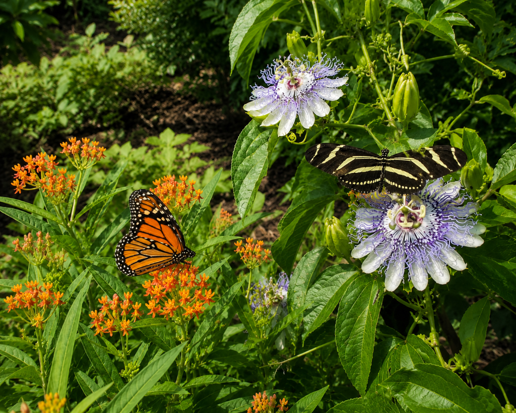 Monarch and Zebra Longwing butterflies feeding on milkweed and passion flower